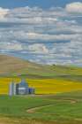 USA, Washington State, Palouse. Canola field surrounding silos Art Print